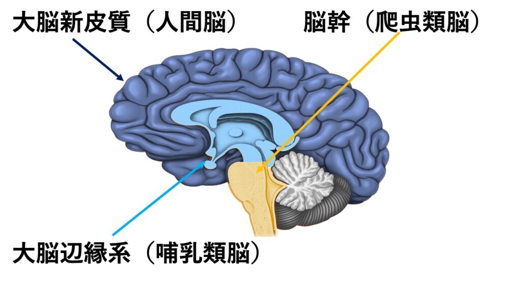 爬虫類脳 哺乳類脳 人間脳 三位一体脳モデルとは 知のブログ